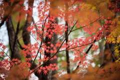 河口湖【久保田一竹美術館の紅葉】②20191117