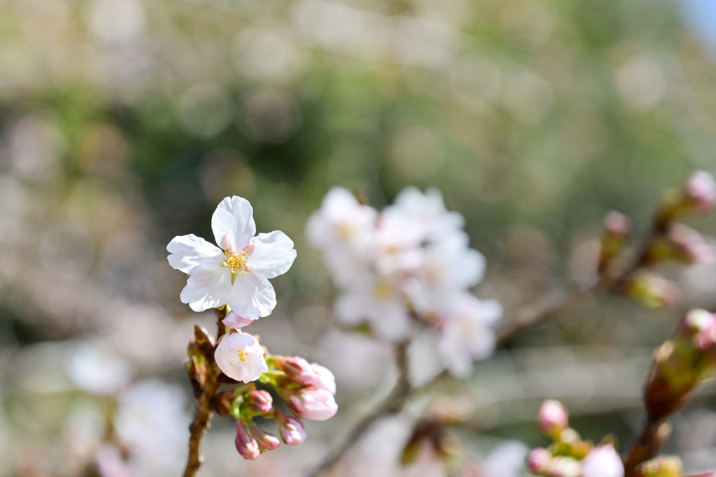 王禅寺ふるさと公園【玉縄桜：アップ】①20250301