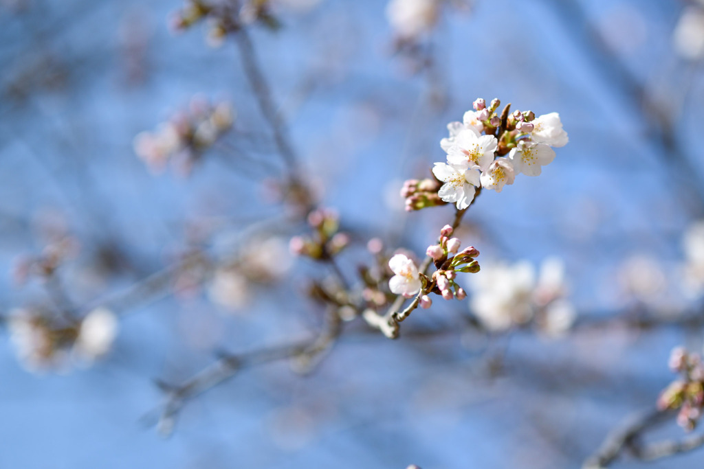 王禅寺ふるさと公園【玉縄桜：遠景】20250301