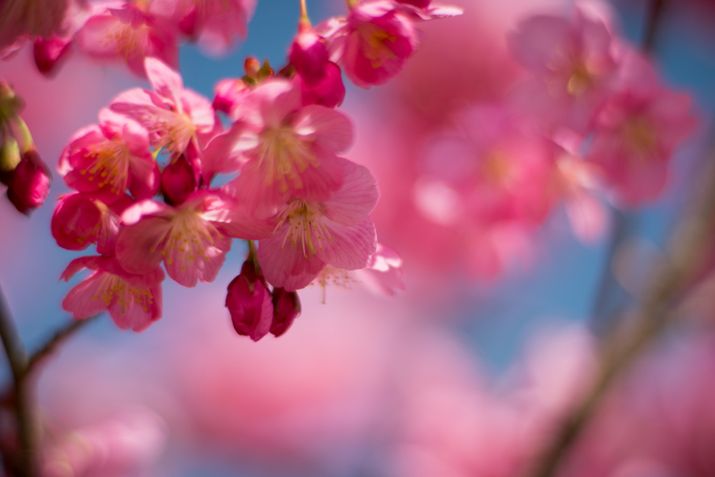 本牧山頂公園【横浜緋桜】④20210317