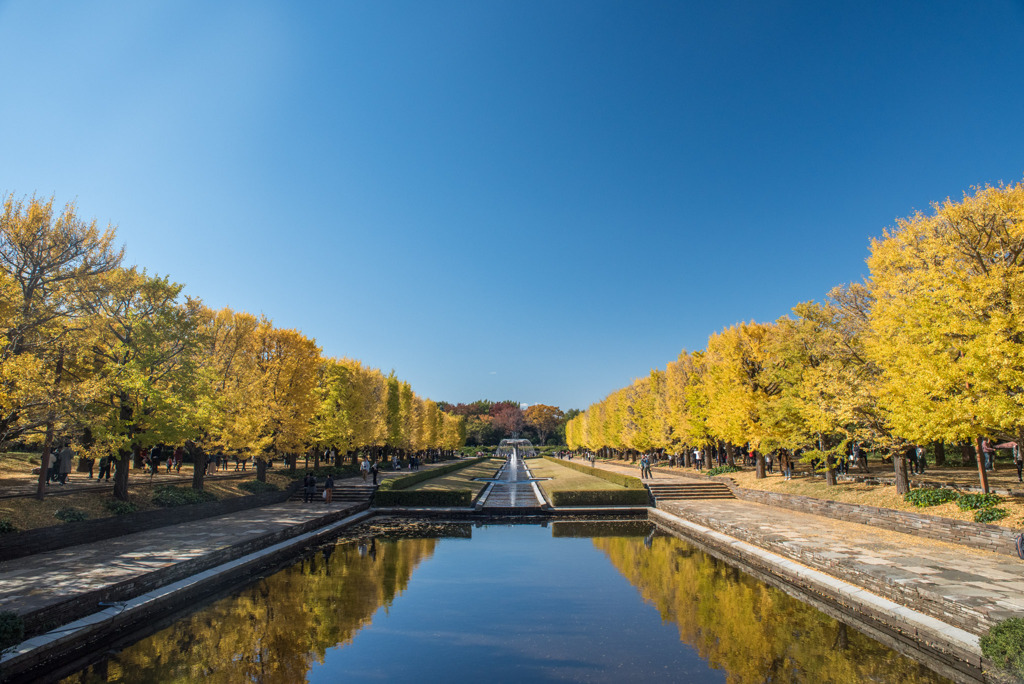 昭和記念公園【カナールの黄葉】①20191116