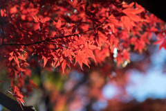 新宿御苑【上の池近辺の紅葉】⑤20191218