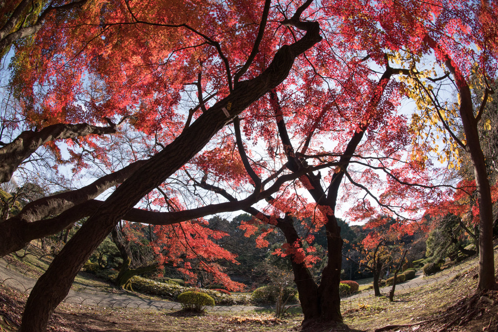 【新宿御苑(翔天亭近くの紅葉)】④20151212