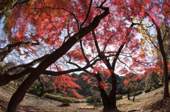 【新宿御苑(翔天亭近くの紅葉)】④20151212