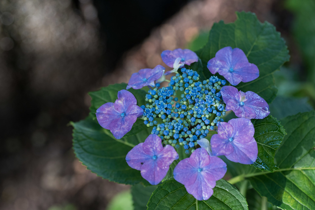 相模原北公園【紫陽花： フラウ・ノブコ】②20190616