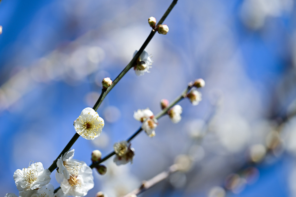 大船フラワーセンター【早咲きの梅：水心鏡】20260125