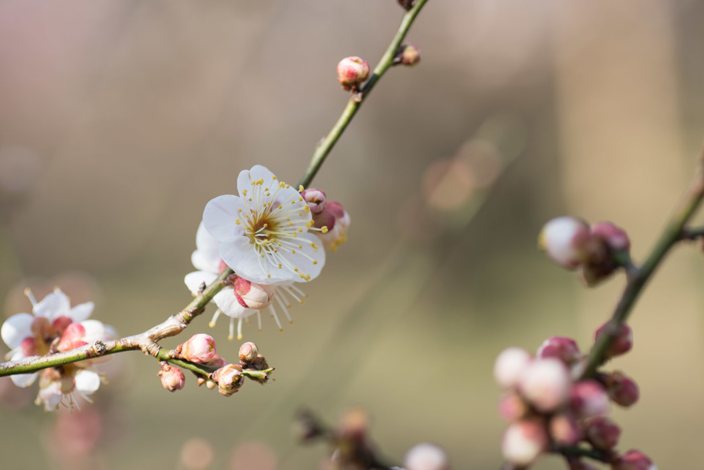 【神代植物公園(日月)】20160228