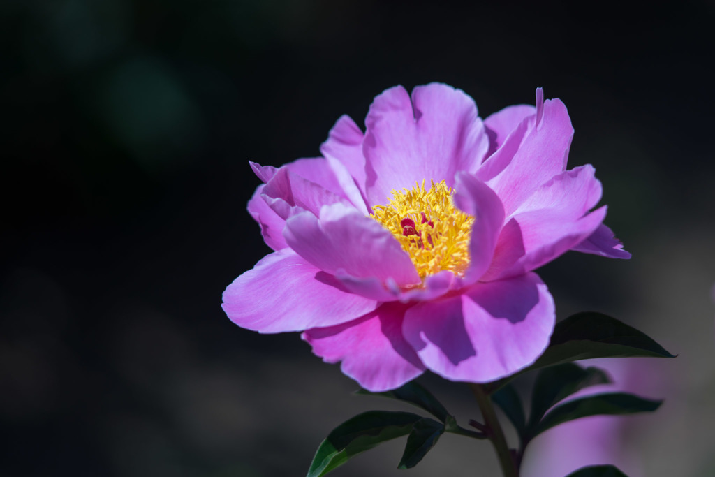 大船フラワーセンター【芍薬：暁】20180428