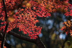 【薬師池公園(紅葉)】③20151121