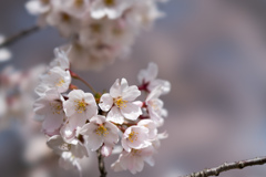 昭和記念公園【桜の園：染井吉野のアップ】③20220402