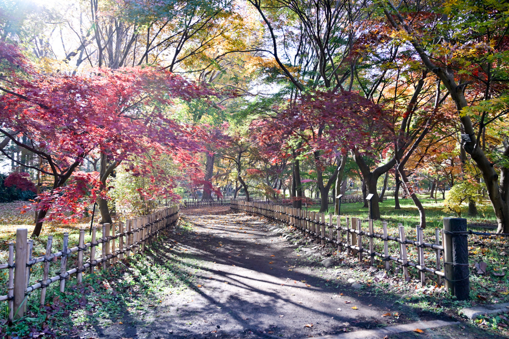 神代植物公園【かえで園(道沿い)】③20241203