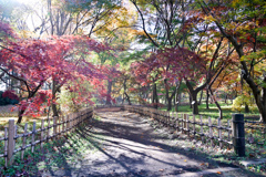 神代植物公園【かえで園(道沿い)】③20241203