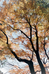 新宿御苑【楽羽亭あたりの紅葉】③20181215