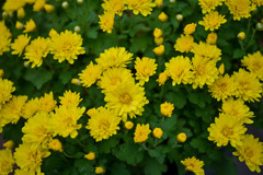 大船フラワーセンター【菊：黄系のアップ】20251102