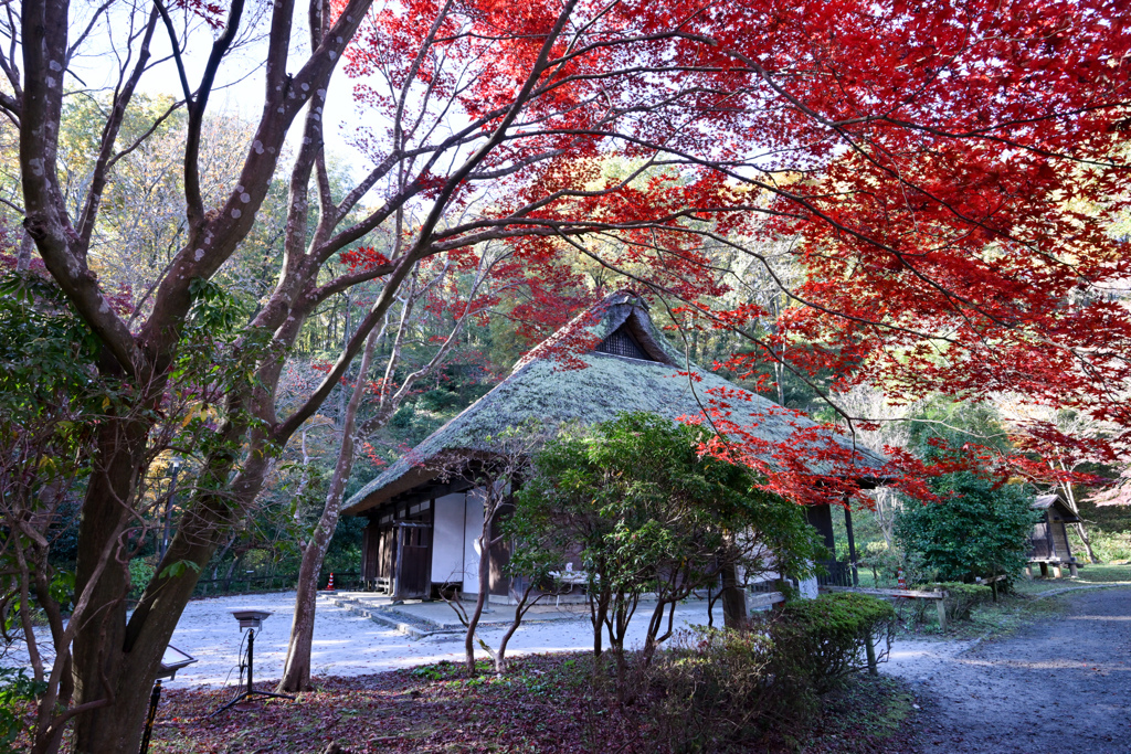 薬師池公園【旧荻野家入口の紅葉】②20241130
