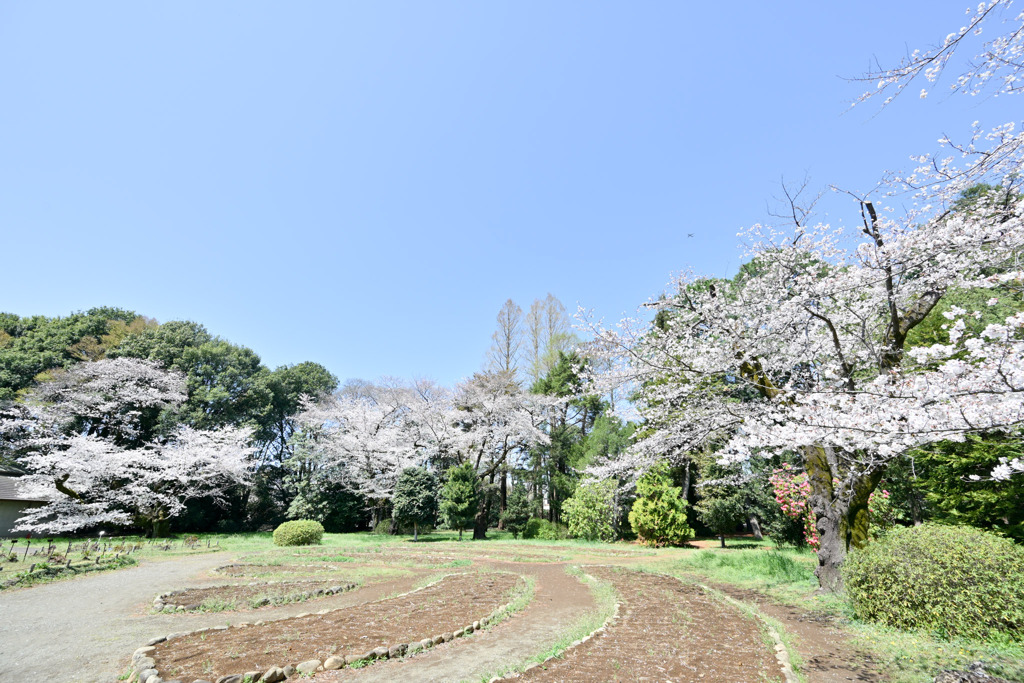 神代植物公園【ダリア園奥のサクラ】20250404