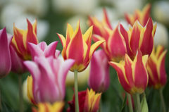 【花菜ガーデン(シネダキング)】①20150404