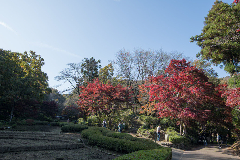薬師池公園【菖蒲田右側の紅葉】①20201115