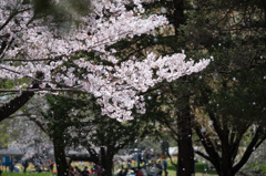【昭和記念公園 「桜の園」サクラ吹雪)】20160409