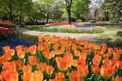 【昭和記念公園(プリンスアーミン)】①20150418