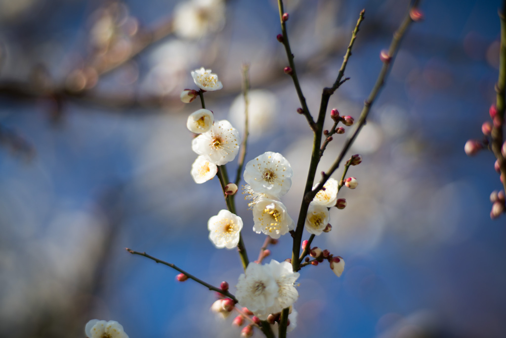 大船フラワーセンター【梅の花：水心鏡】①20210206