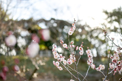 大倉山梅林【梅の花：八重旭】②20250214