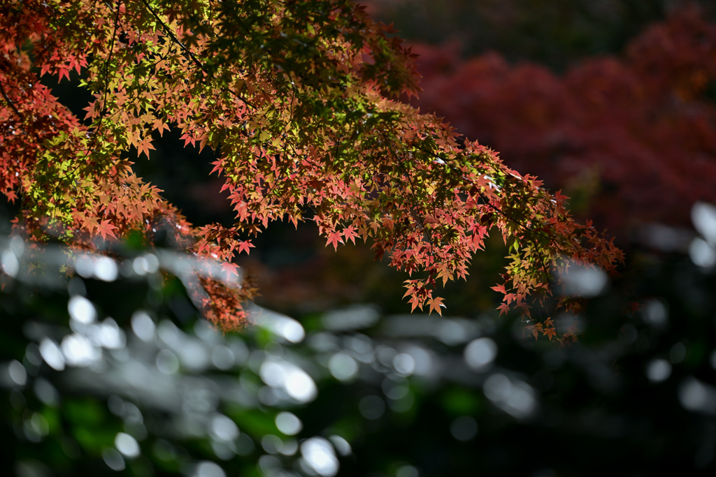 六義園【千鳥橋付近の紅葉】④20241202
