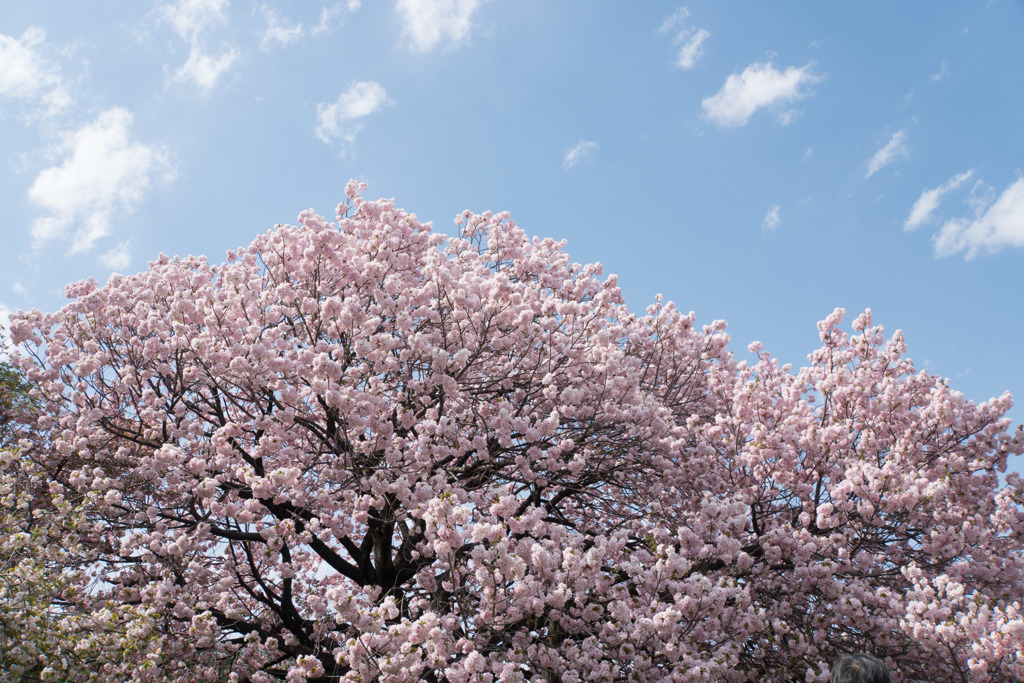新宿御苑【里桜：福禄寿】①20180408