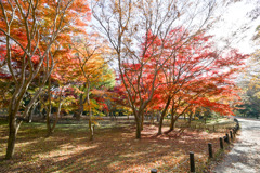 神代植物公園【かえで園(道沿いの紅葉)】②20251130