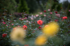 【花菜ガーデン(薔薇：スーパー・スター)】20161010