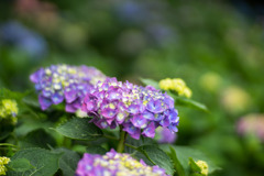 花菜ガーデン【アジサイ：青系】②20200606