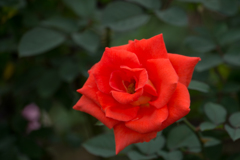 【花菜ガーデン(薔薇：ローラ)】20161010