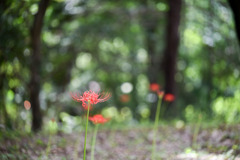 昭和記念公園【ふれあい橋南西斜面：彼岸花】①20250925