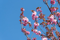 近所へ散歩【サトザクラ通り】②20200414