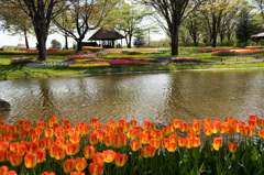 【昭和記念公園(渓流広場)】②20150418