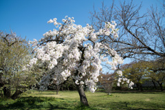 小石川植物園【桜：染井吉野(天城吉野)】20210323