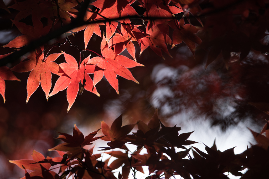 新宿御苑【上の池の紅葉】③20161126