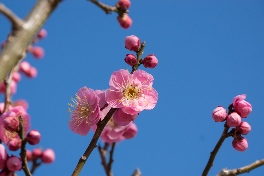 小田原フラワーガーデン【梅：世界の図】②20170128
