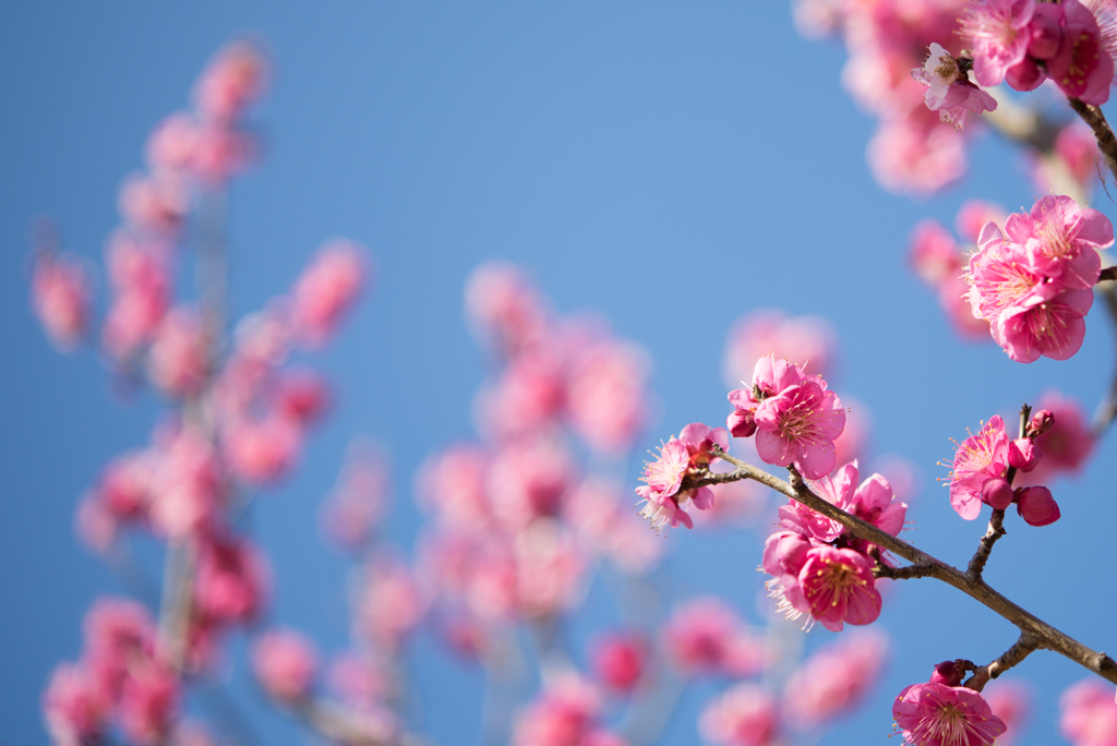 小田原フラワーガーデン【梅：紅鶴】②20170128