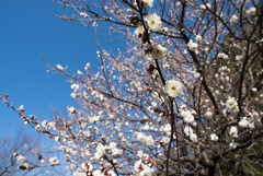 小田原FG【梅：辻村早咲】①20190119