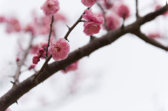 【小田原フラワーガーデン(楊貴妃)】20150314