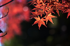 【ささぶねの道の紅葉】⑨20141123