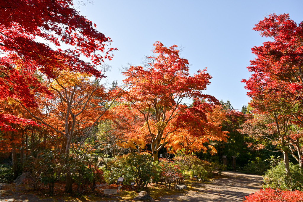 昭和記念公園【日本庭園の紅葉：周遊道沿いの眺め】①20251117