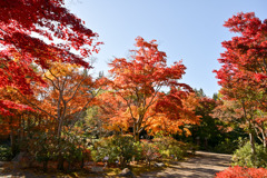 昭和記念公園【日本庭園の紅葉：周遊道沿いの眺め】①20251117