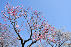 府中市郷土の森【梅の花：蝶の羽重ね】①20250309