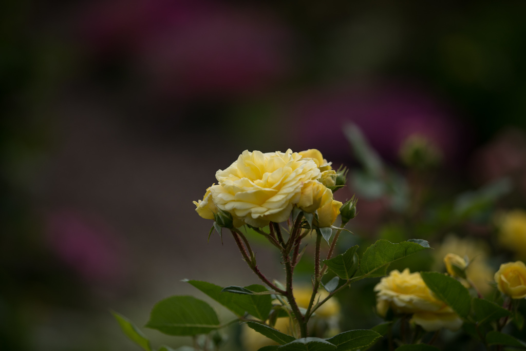 花菜ガーデン【薔薇：ベルロマンチカ】20170514