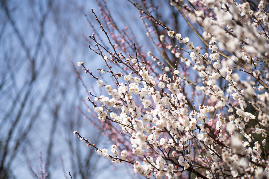 府中市郷土の森公園【梅の花：玉牡丹】②20220305