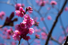 大船フラワーセンター【赤色系の大寒桜】①20200301