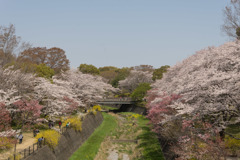 昭和記念公園【朝掘川周辺の眺め】①20190406