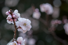 府中市郷土の森【梅の花：豊後】③20200224